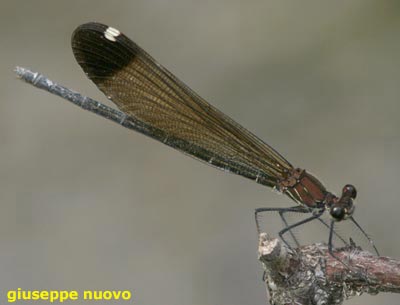 Calopteryx haemorrhoidalis